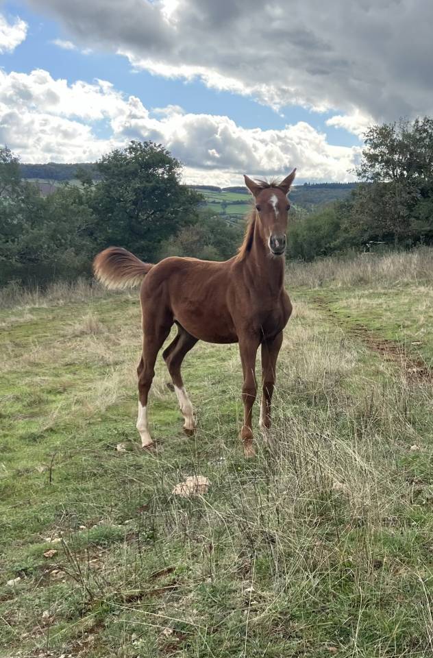 Veulen (vr) Selle Français Te koop 2025 Vos ,  Itoki de Riverland