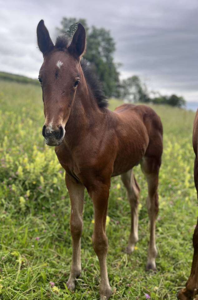 Veulen (vr) Selle Français Te koop 2025 Donker bruin / bai