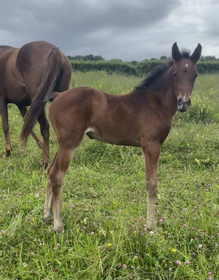 Veulen (vr) Selle Français Te koop 2025 Donker bruin / bai