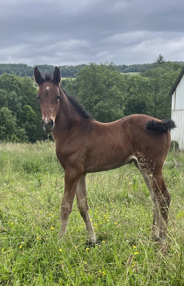 Veulen (vr) Selle Français Te koop 2025 Donker bruin / bai