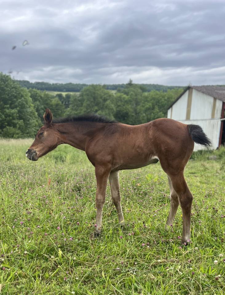 Veulen (vr) Selle Français Te koop 2025 Donker bruin / bai
