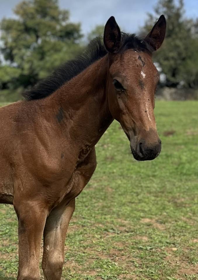 Veulen (ml) Selle Français Te koop 2025 Donker bruin / bai