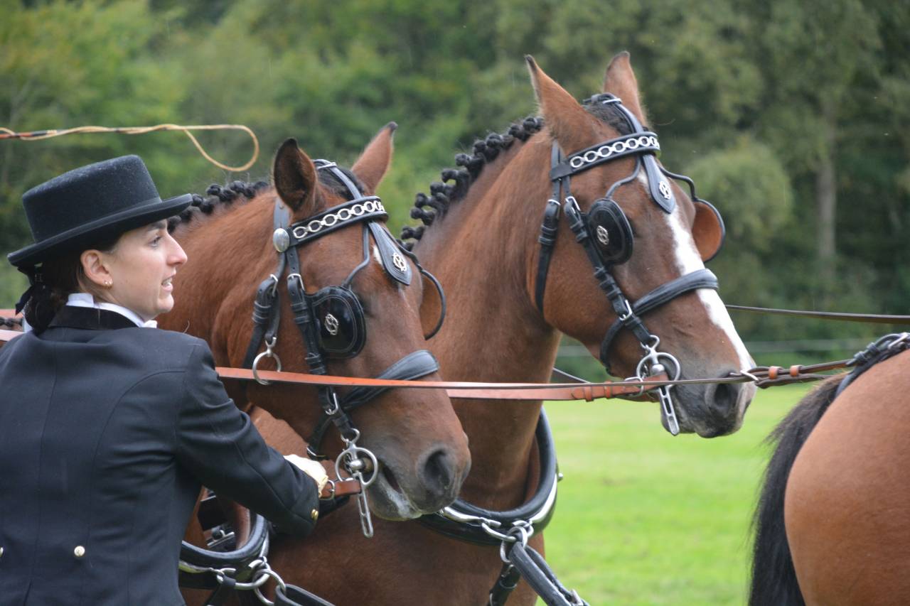 Ruin New Forest Te koop 2020 Donker bruin / bai