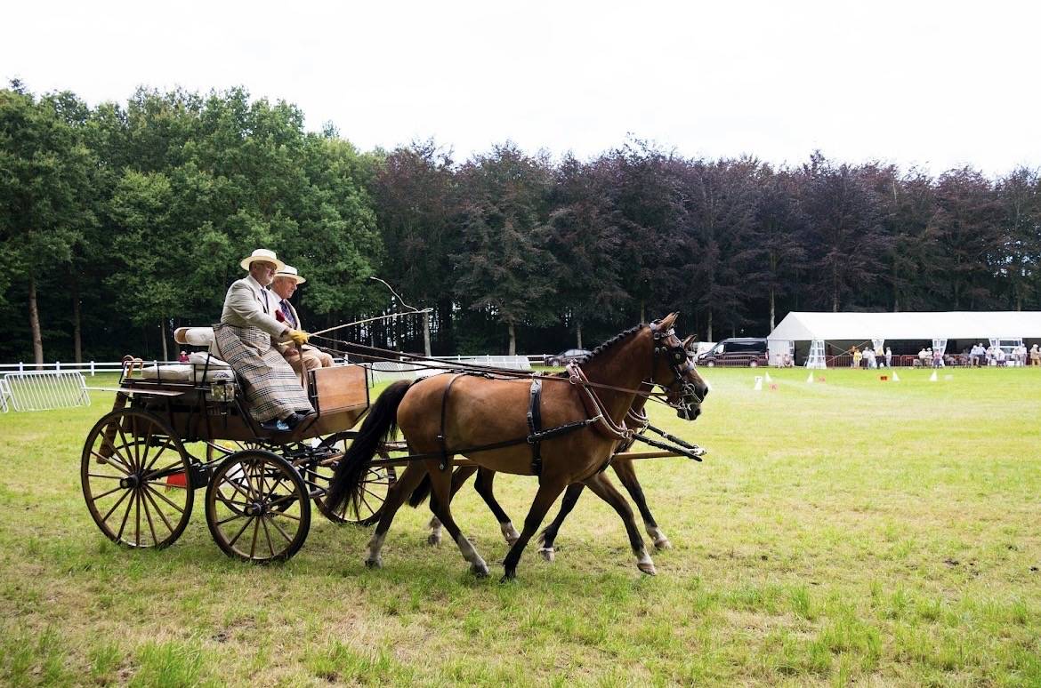 Ruin New Forest Te koop 2020 Donker bruin / bai