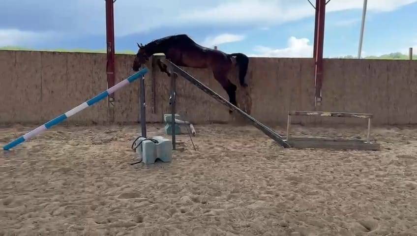 Ruin Belgisch sportpaard Te koop 2021 Donker bruin / bai ,  Grandorado TN