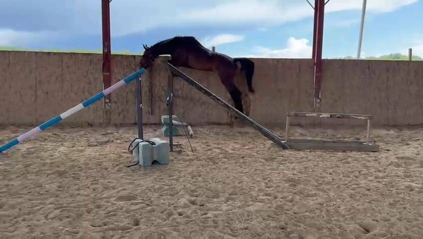 Ruin Belgisch sportpaard Te koop 2021 Donker bruin / bai ,  Grandorado TN