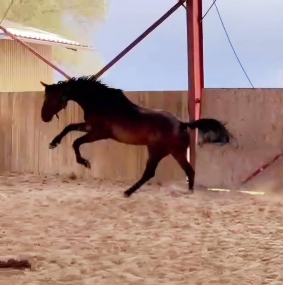 Ruin Belgisch sportpaard Te koop 2021 Donker bruin / bai ,  Grandorado TN