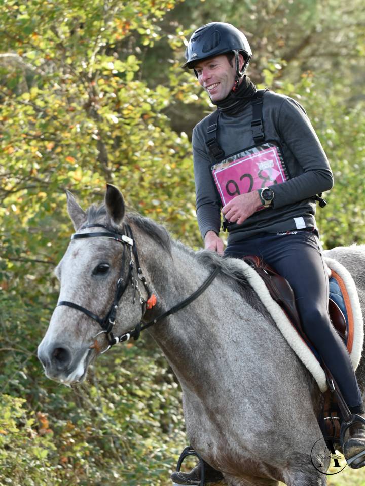 Ruin Arabier Te koop 2016 Bruinroan