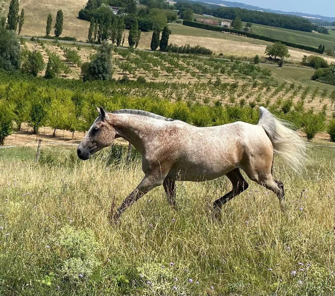 Ruin Arabier Te koop 2016 Bruinroan