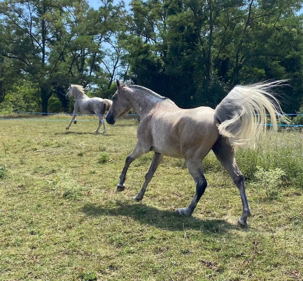 Ruin Arabier Te koop 2016 Bruinroan