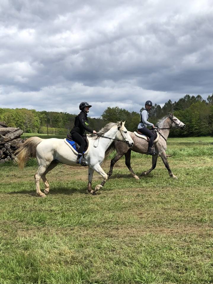 Ruin Arabier Te koop 2016 Bruinroan