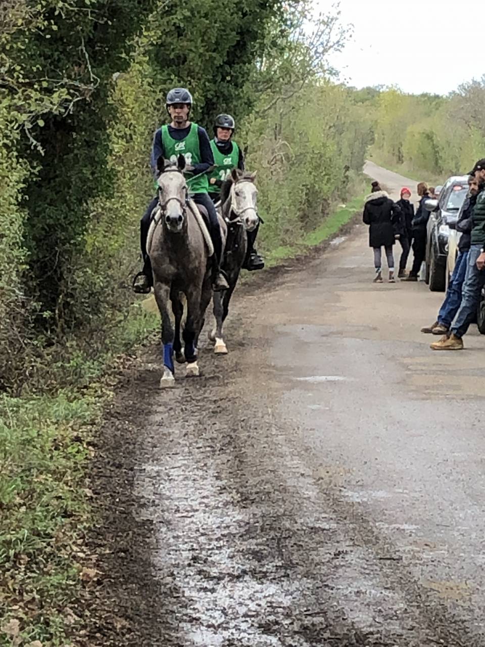 Ruin Arabier Te koop 2016 Bruinroan