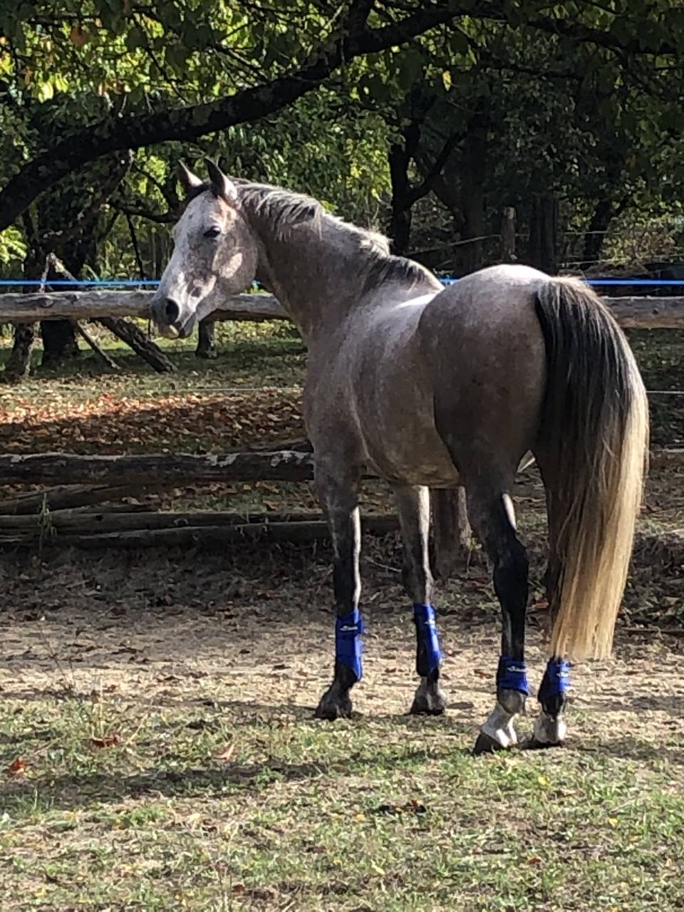 Ruin Arabier Te koop 2016 Bruinroan