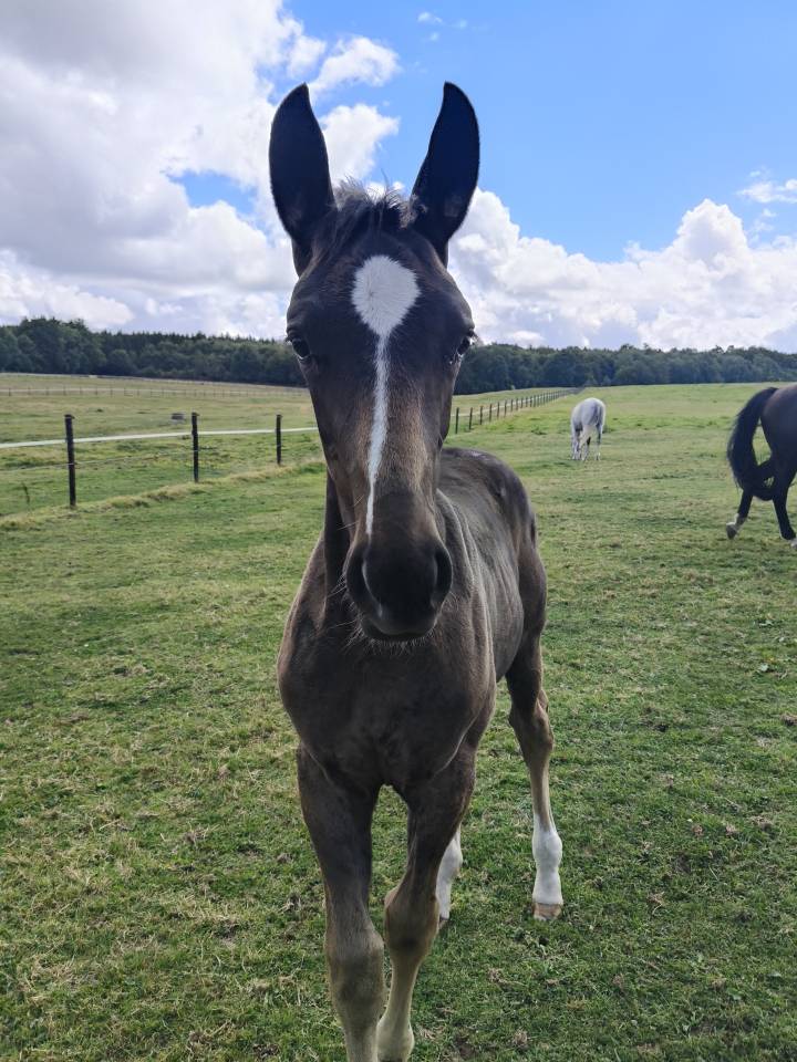 Veulen (vr) Holsteiner Te koop 2025 Bruin / Bai ,  Fiji