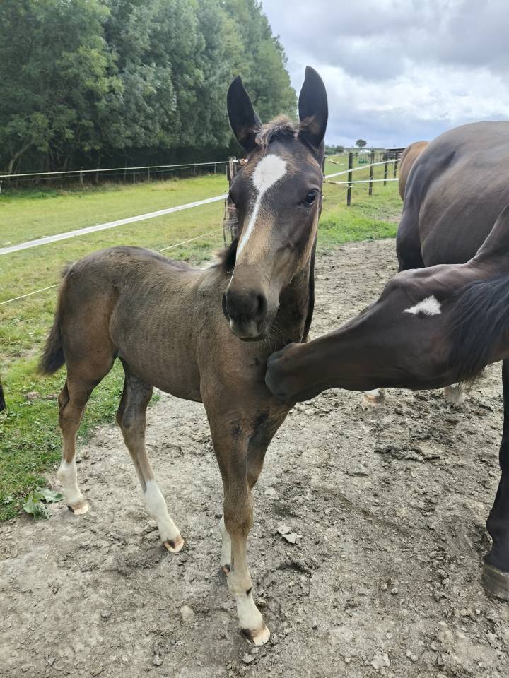 Veulen (vr) Holsteiner Te koop 2025 Bruin / Bai ,  Fiji