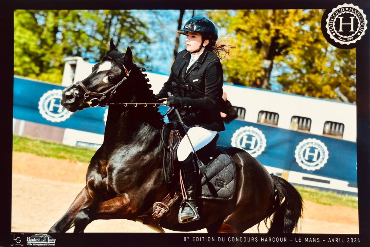 Ruin Franse rijpony PFS Te koop 2015 Zwart