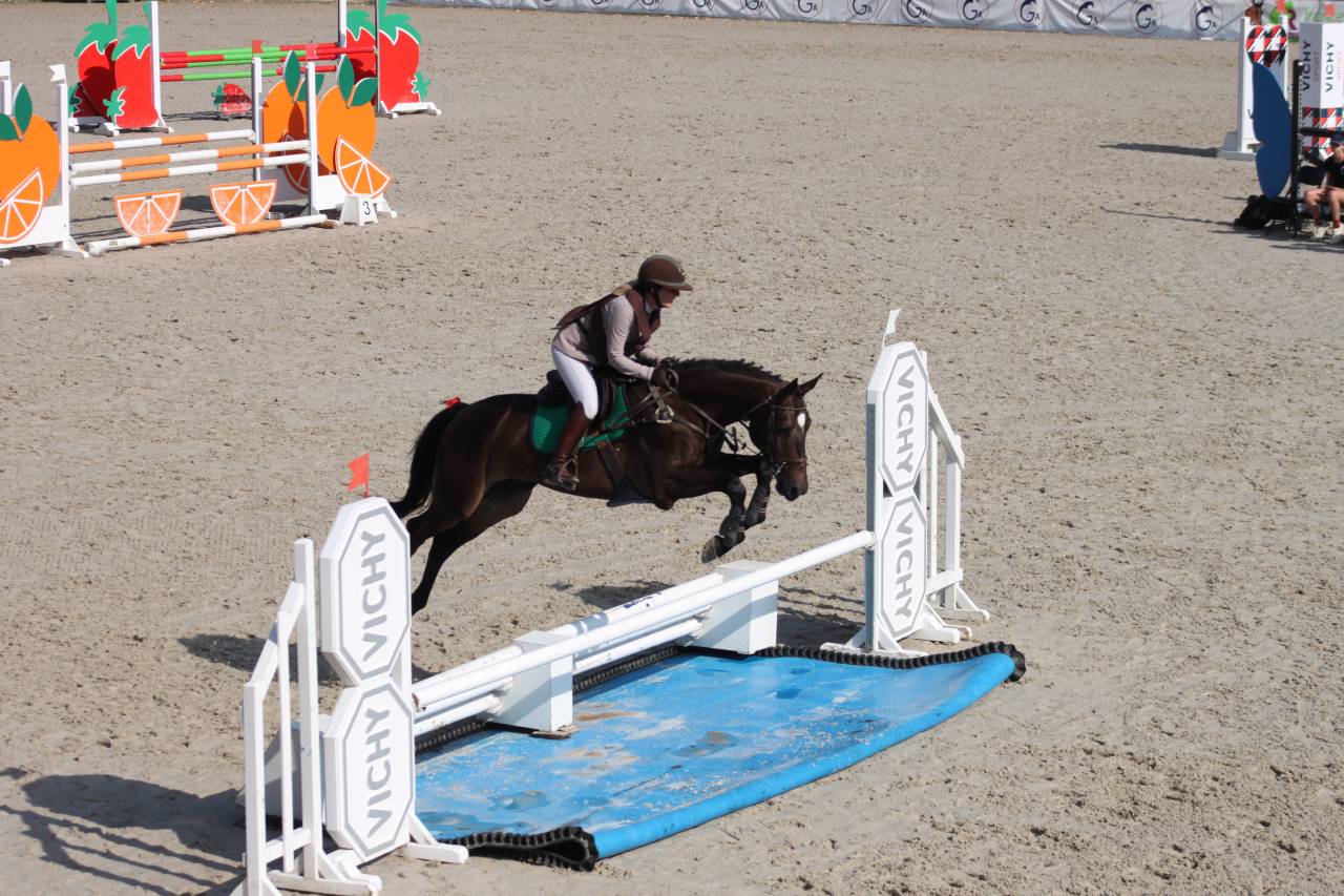 Ruin Selle Français Te koop 2020 Donker bruin / bai ,  Rêve du paradis