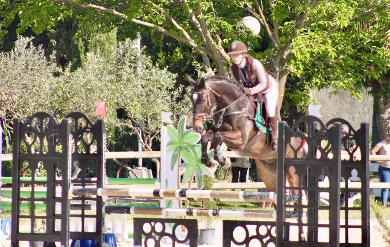 Ruin Selle Français Te koop 2020 Donker bruin / bai ,  Rêve du paradis