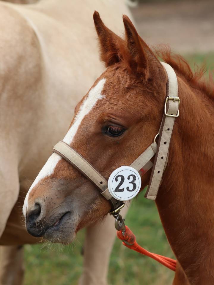 Veulen (vr) Connemara Te koop 2025 Vos ,  Kader du Ham