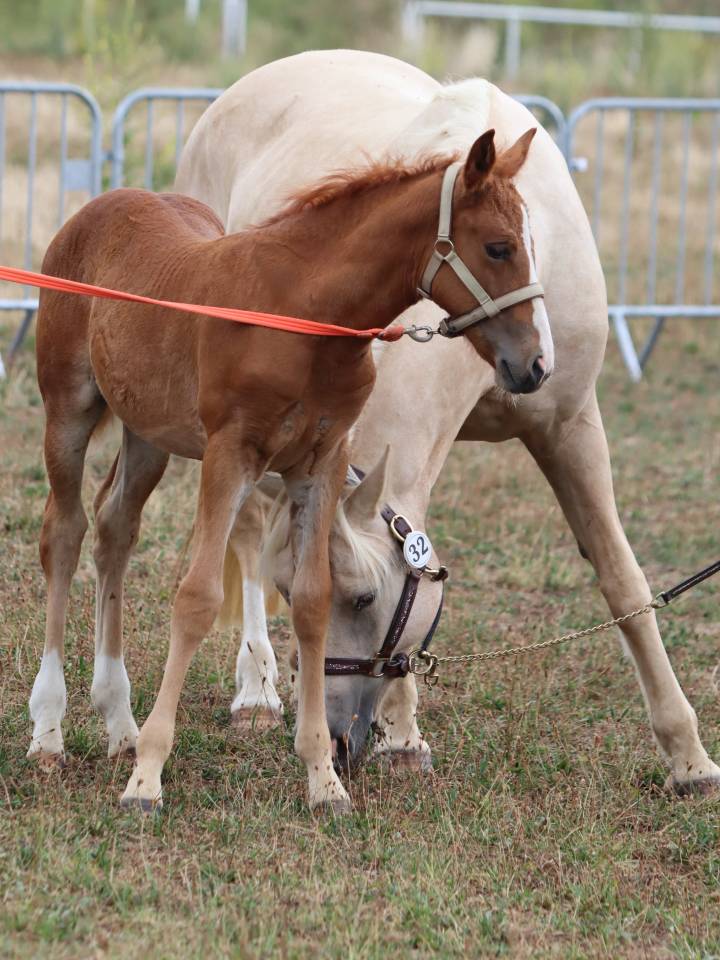 Veulen (vr) Connemara Te koop 2025 Vos ,  Kader du Ham