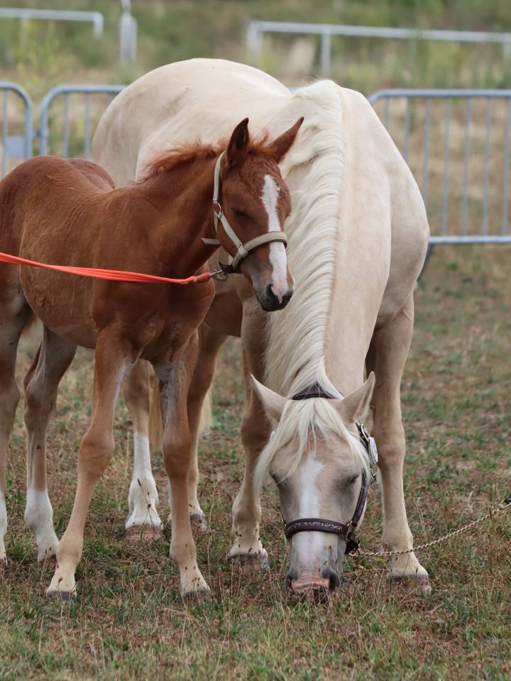 Veulen (vr) Connemara Te koop 2025 Vos ,  Kader du Ham