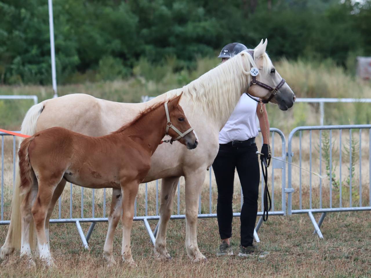 Veulen (vr) Connemara Te koop 2025 Vos ,  Kader du Ham
