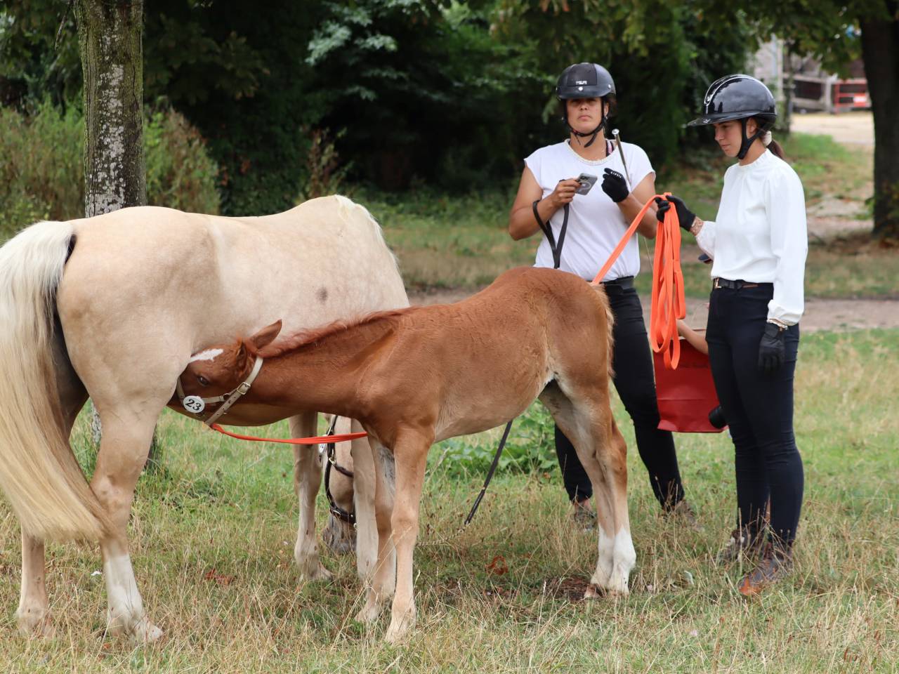 Veulen (vr) Connemara Te koop 2025 Vos ,  Kader du Ham