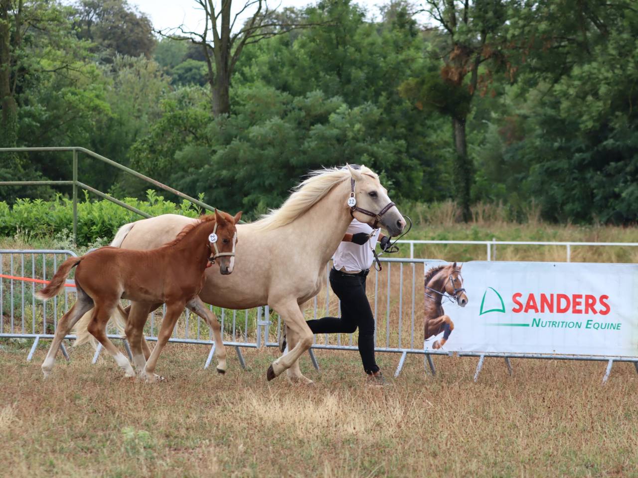 Veulen (vr) Connemara Te koop 2025 Vos ,  Kader du Ham