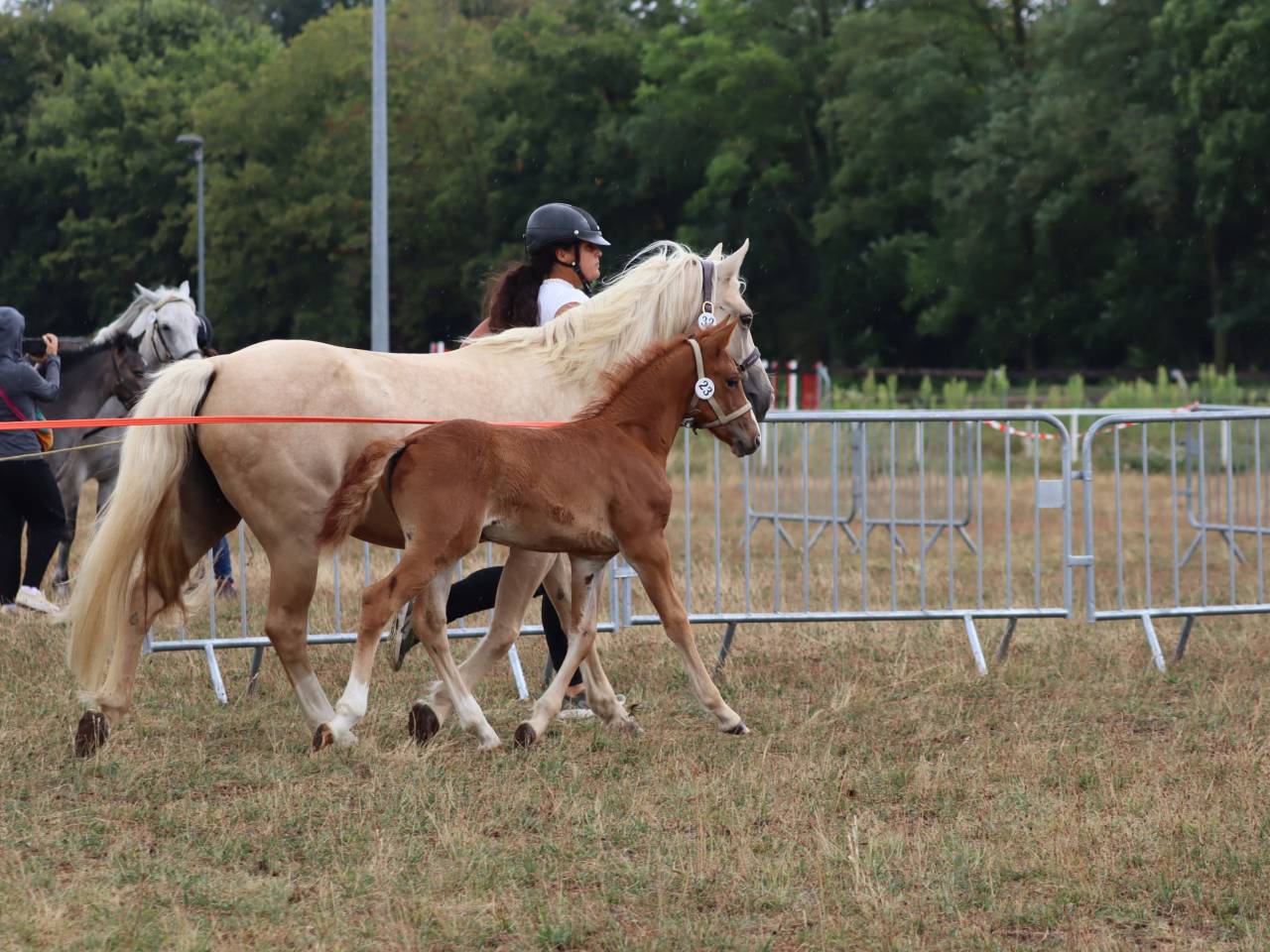 Veulen (vr) Connemara Te koop 2025 Vos ,  Kader du Ham