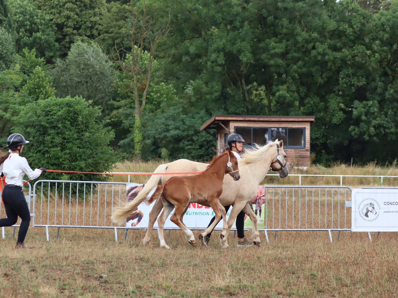 Veulen (vr) Connemara Te koop 2025 Vos ,  Kader du Ham