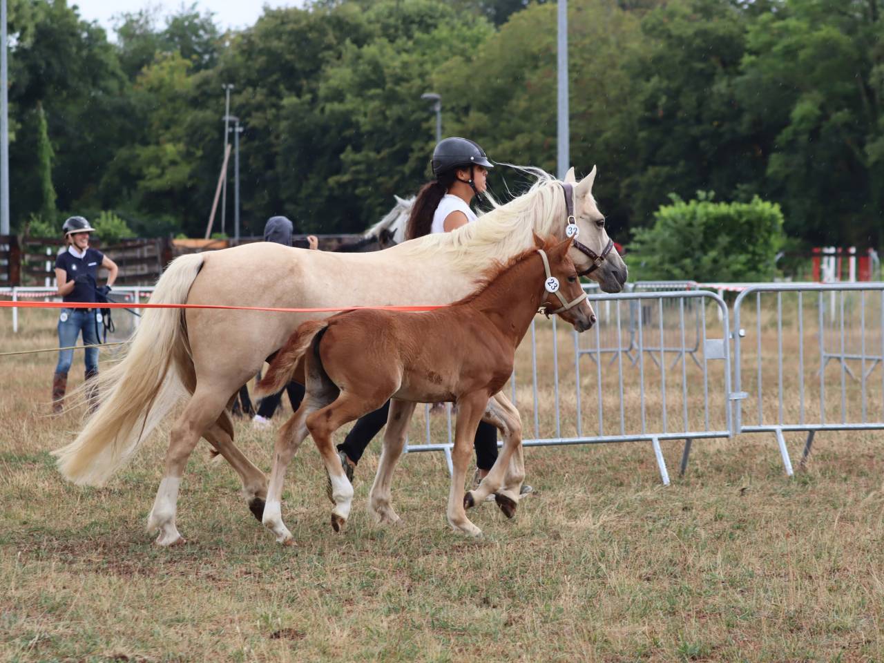Veulen (vr) Connemara Te koop 2025 Vos ,  Kader du Ham
