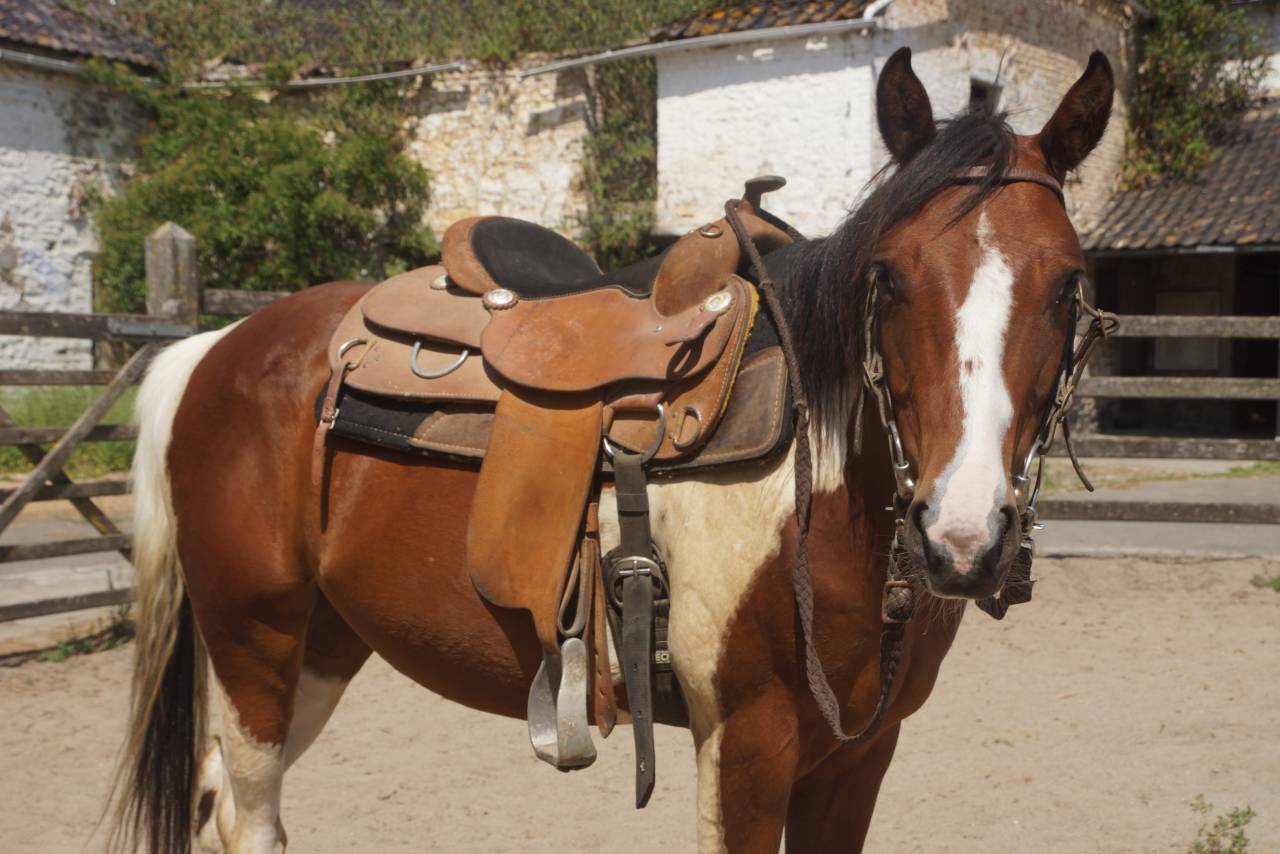 Brave 4-jarige tobiano paint ruin