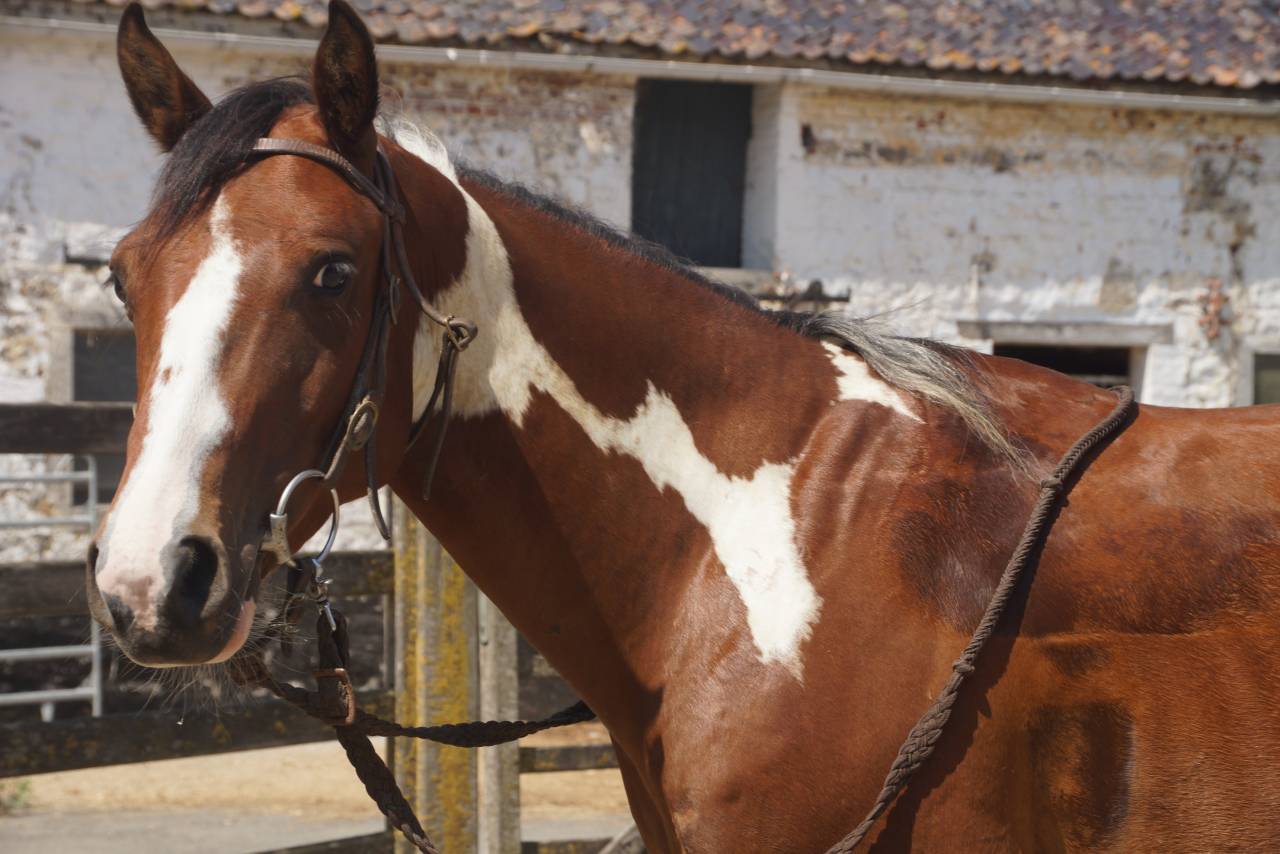 Brave 4-jarige tobiano paint ruin