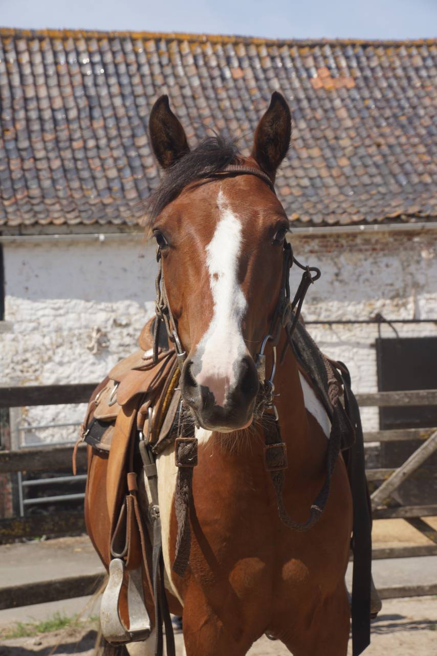 Brave 4-jarige tobiano paint ruin