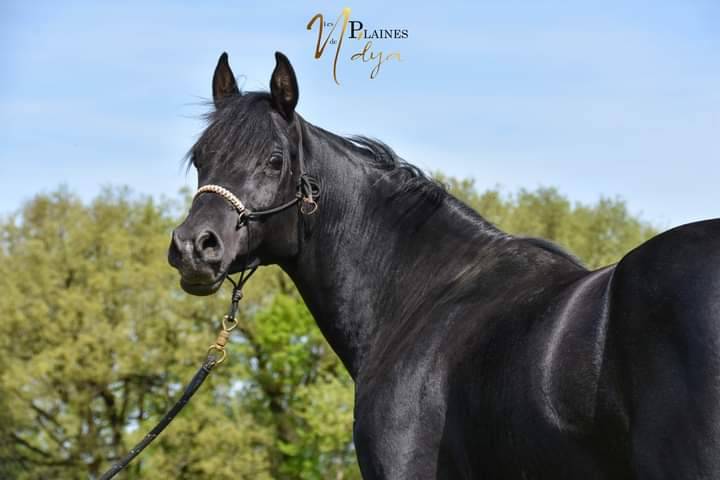 Levannte al Alsan  - Arabier 2017