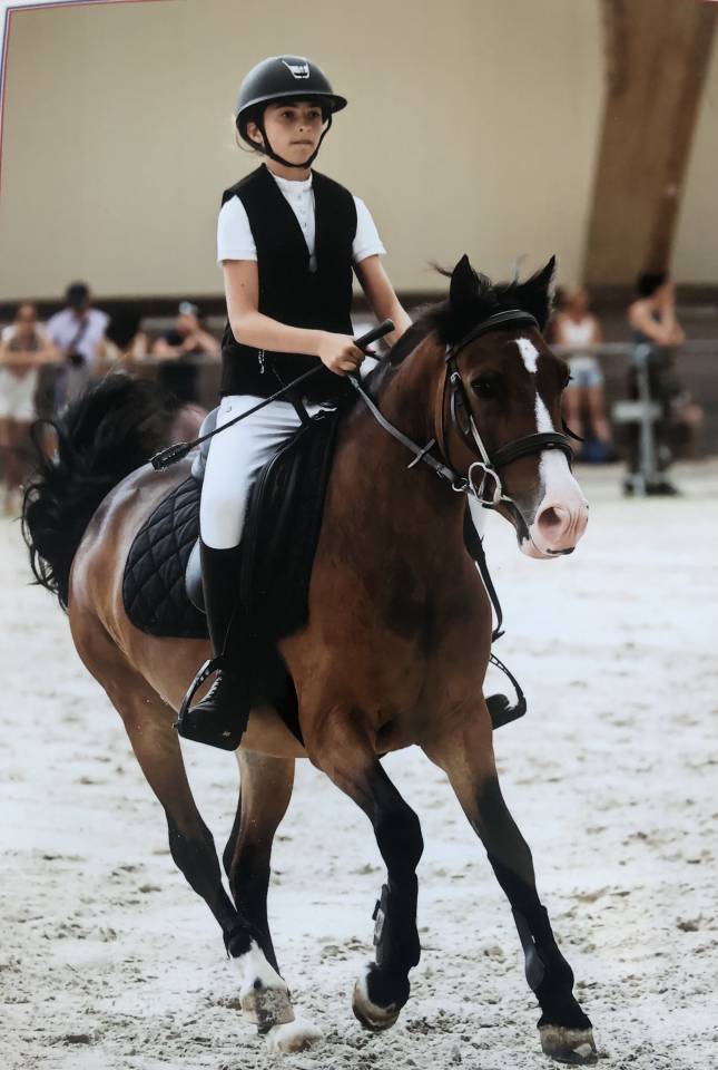 Ruin Franse rijpony PFS Te leen 2019 Donker bruin / bai