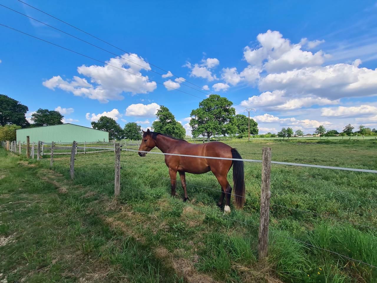 Mooi hippisch vastgoed Koop Charente-Maritime