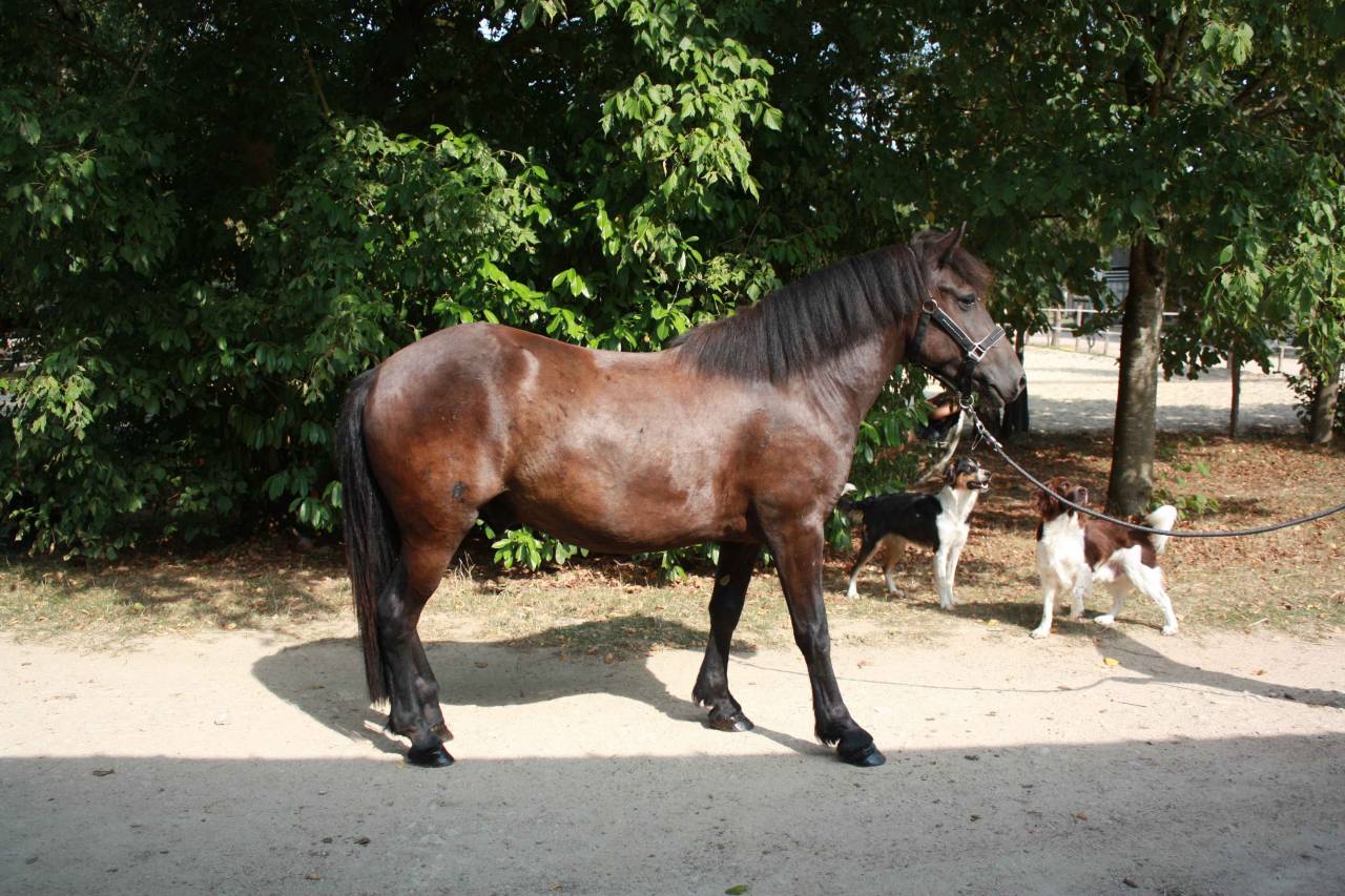 Ruin Welsh Partbred Te koop 2022 Bruin / Bai ,  GAARA DE KONOHA