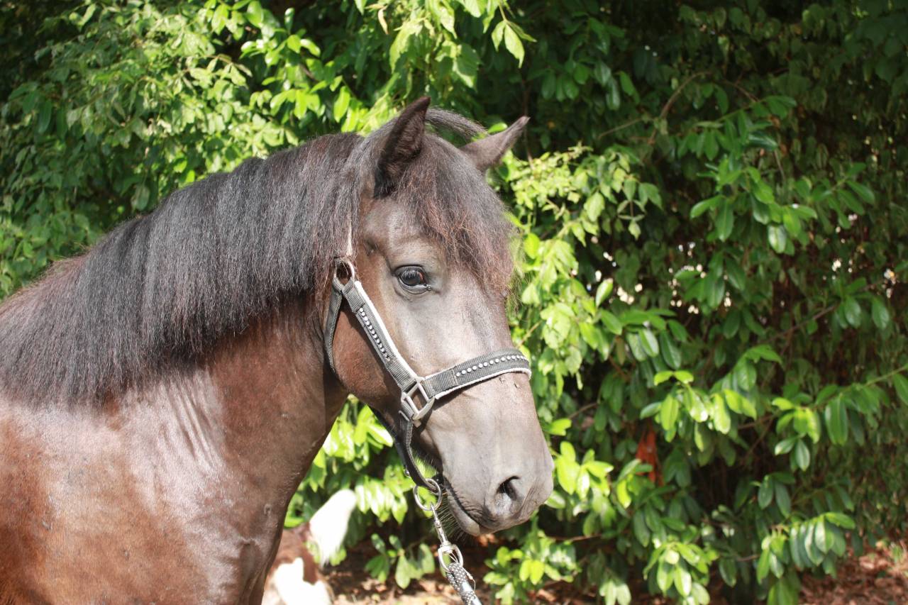 Ruin Welsh Partbred Te koop 2022 Bruin / Bai ,  GAARA DE KONOHA