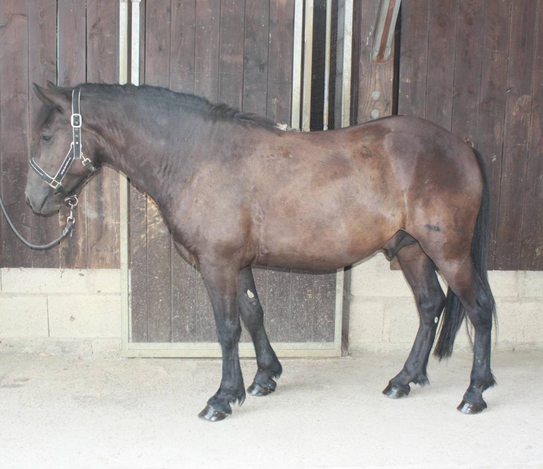 Ruin Welsh Partbred Te koop 2022 Bruin / Bai ,  GAARA DE KONOHA