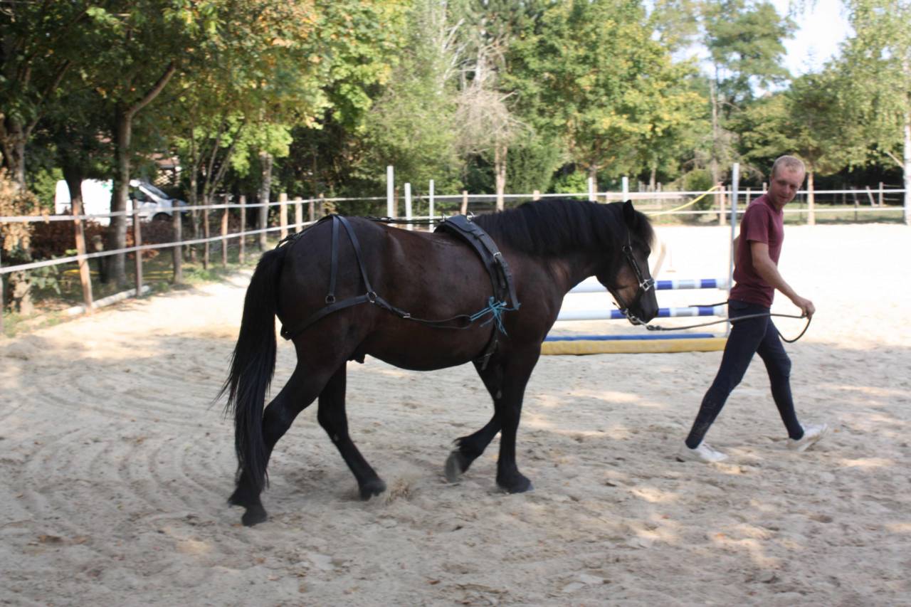 Ruin Welsh Partbred Te koop 2022 Bruin / Bai ,  GAARA DE KONOHA