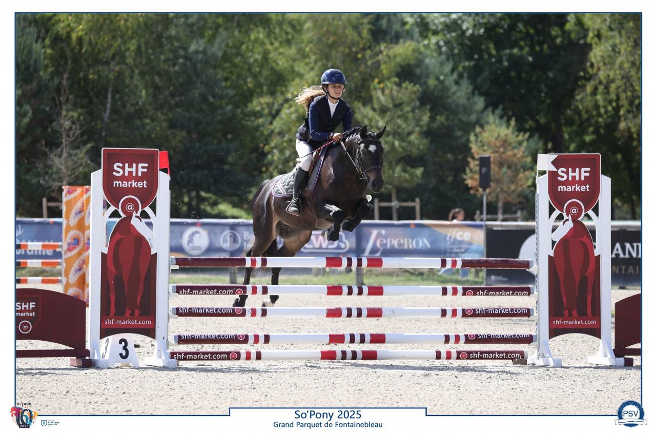 Ruin Franse rijpony PFS Te koop 2020 Zwart