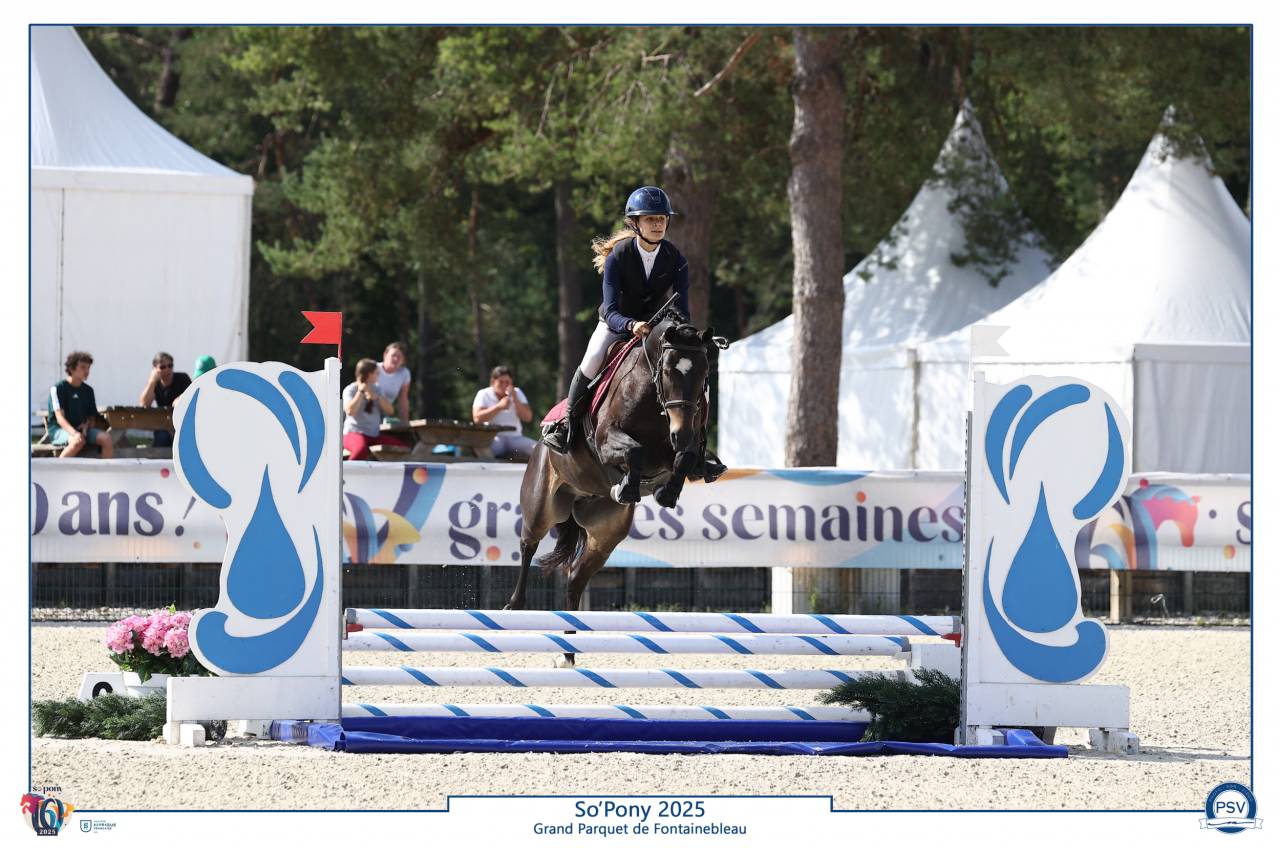 Ruin Franse rijpony PFS Te koop 2020 Zwart