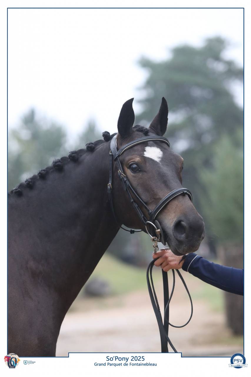 Ruin Franse rijpony PFS Te koop 2020 Zwart