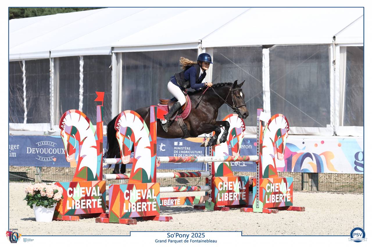 Ruin Franse rijpony PFS Te koop 2020 Zwart