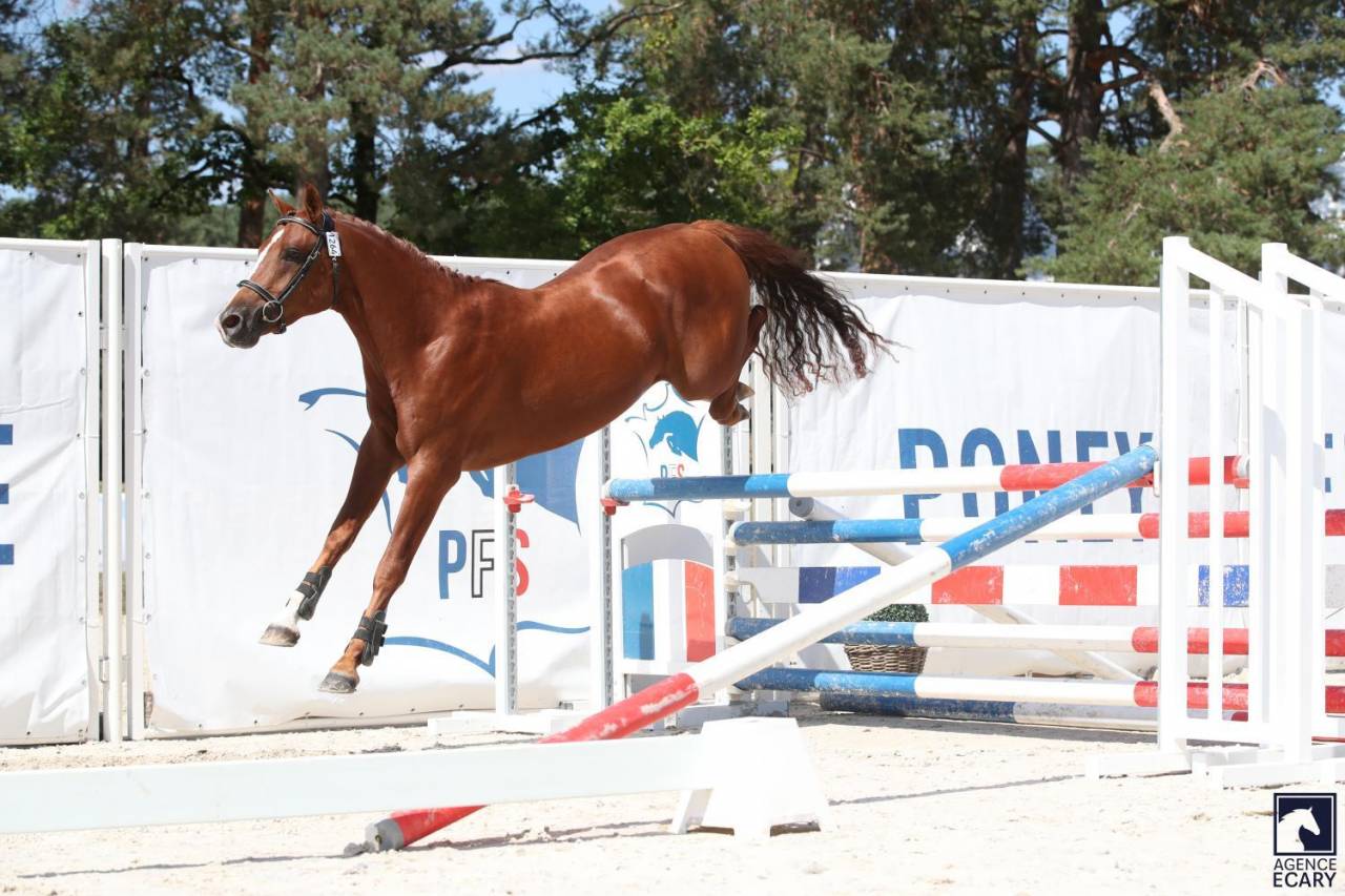 Hengst Franse rijpony PFS Te koop 2023 Koffie vos