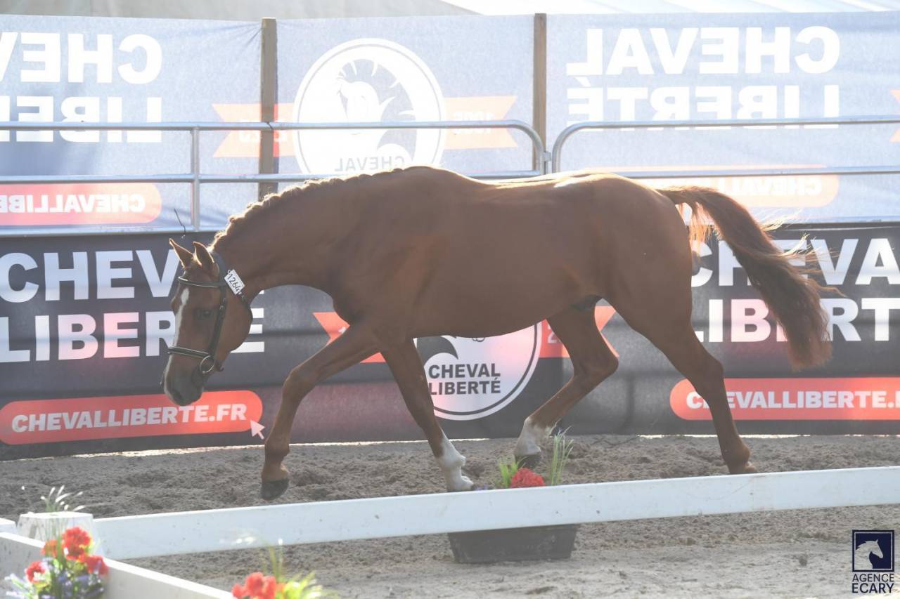 Hengst Franse rijpony PFS Te koop 2023 Koffie vos