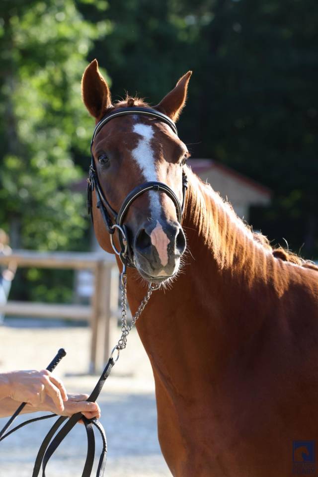 Hengst Franse rijpony PFS Te koop 2023 Koffie vos