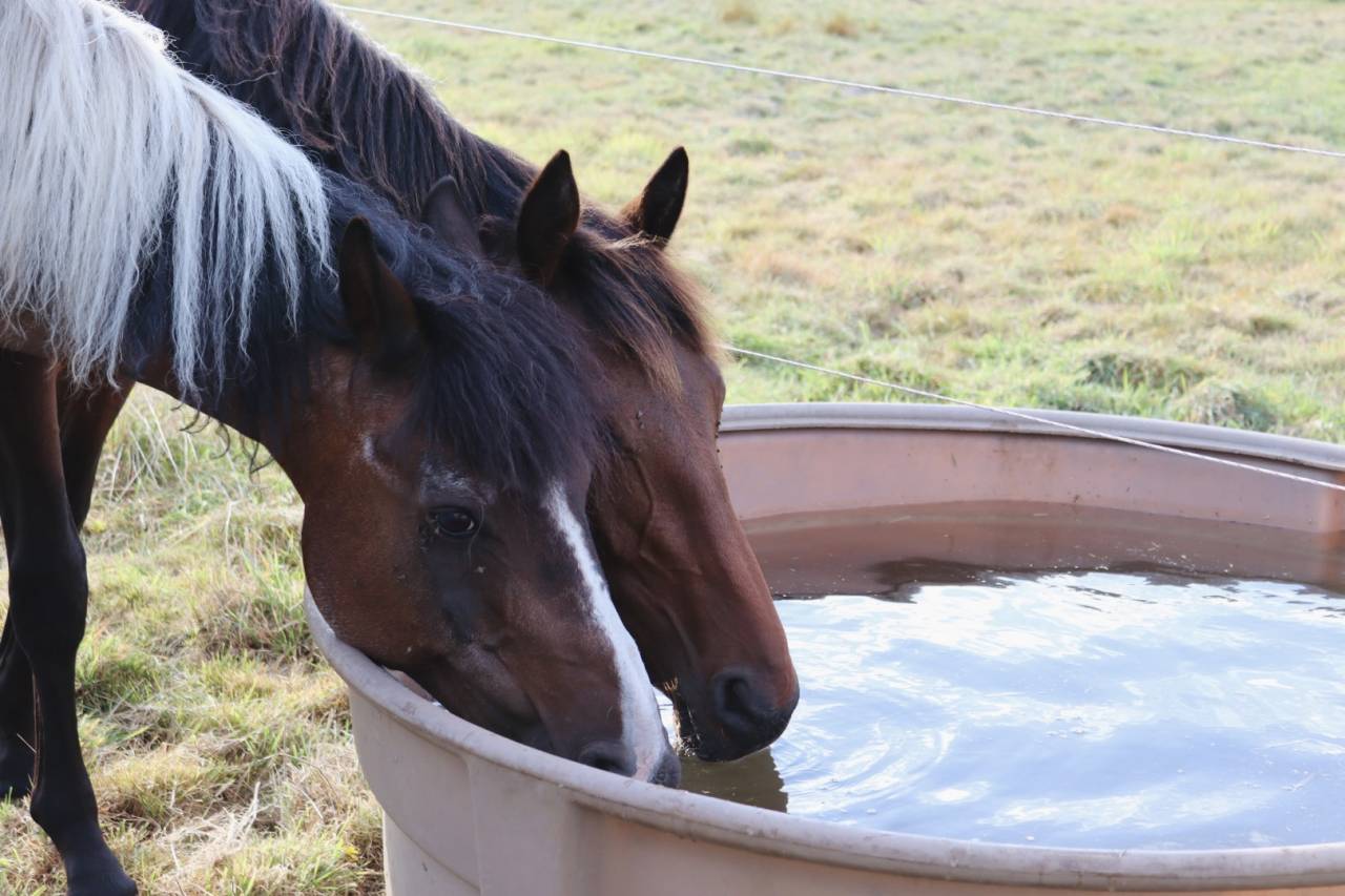 Veulen (ml) BWP Belgisch volbloed Te koop 2024 Donker bruin / bai ,  Forever d’Arco Ter Linden