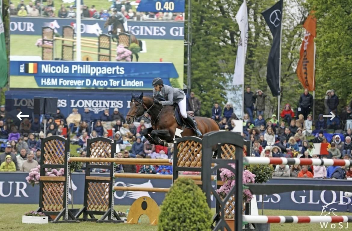 Veulen (ml) BWP Belgisch volbloed Te koop 2024 Donker bruin / bai ,  Forever d’Arco Ter Linden